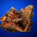 Vanadinite var. Endlichite - image 5