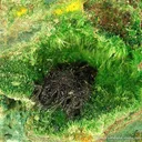 Vandenbrandeite on Cuprosklodowskite - image 2