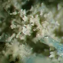Vauxite, Paravauxite, Metavauxite - image 4