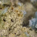 Vauxite, Paravauxite, Metavauxite - image 3