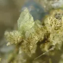 Vauxite, Paravauxite, Metavauxite - image 3