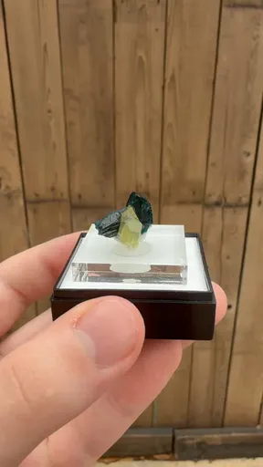 specimen video
