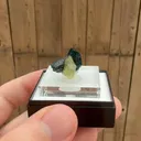 specimen video