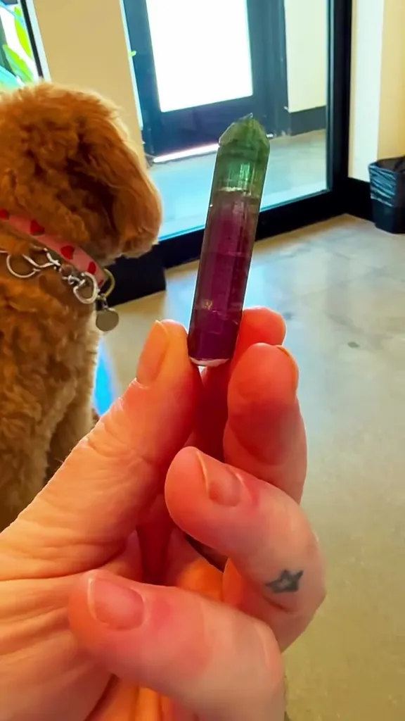 VET VISIT… BUT MAKE IT Tourmaline image