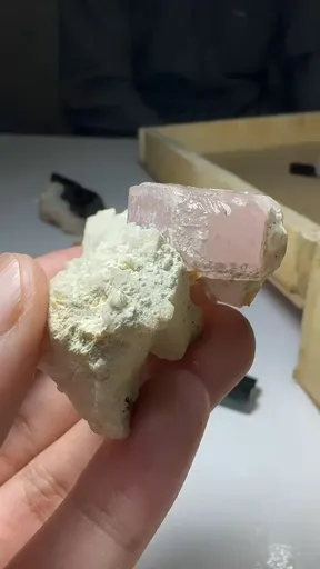 specimen video