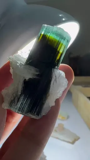 specimen video