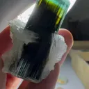 specimen video