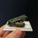 specimen video
