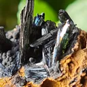 Vivianite from Ukraine, Crimea.  Translucent and shiny vivianite crystals - image 2