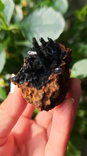 specimen video