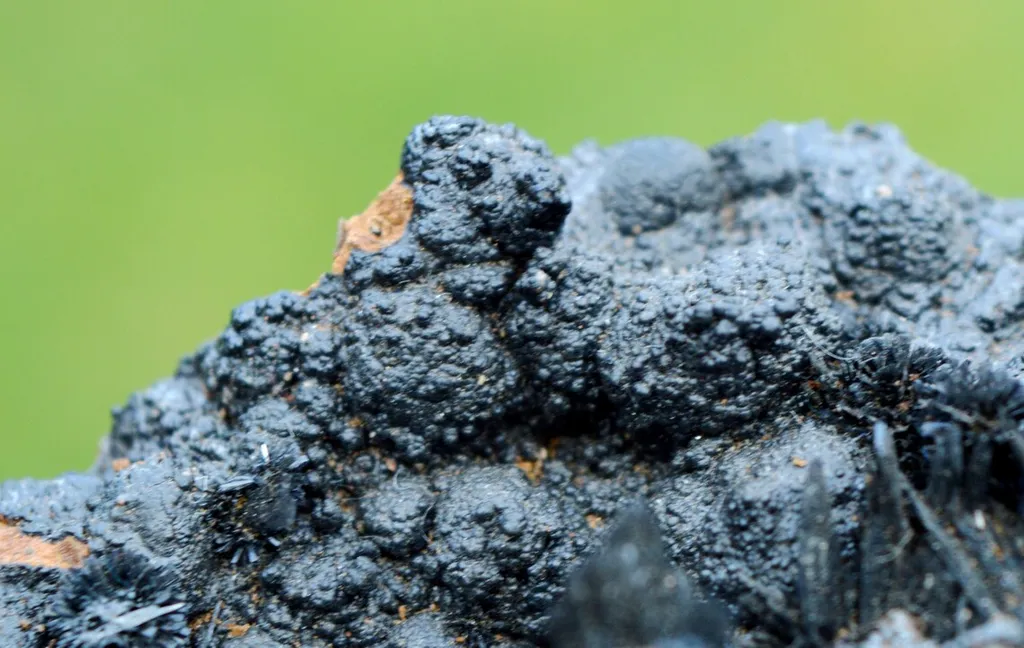 Vivianite & Goethite 172 grams - Chernomorsky mine, Ukraine - image 8