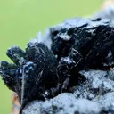 Vivianite & Goethite 261 grams - Chernomorsky mine, Ukraine - image 6