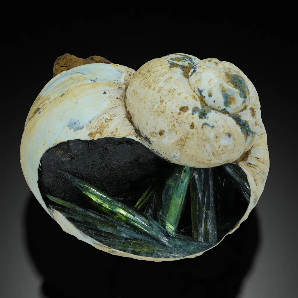 Vivianite in Fossil Gastropod image
