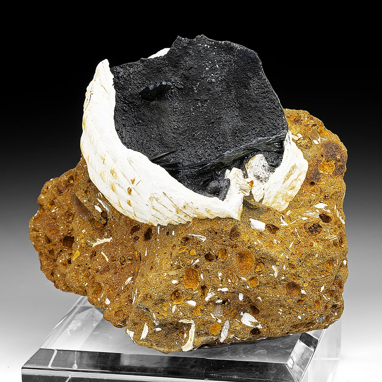 Vivianite with Fossil Clam Shell - image 1