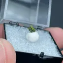 Volborthite - image 2