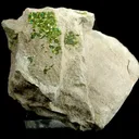 Volborthite - image 1