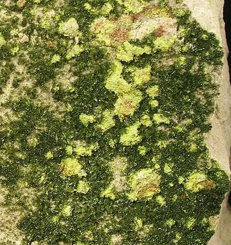 Volborthite, Tyuyamunite - image 2