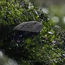 Volborthite with Malachite & Azurite on Dickite - image 4