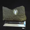 specimen video