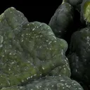 Wavellite - image 2