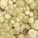 Wavellite - image 3