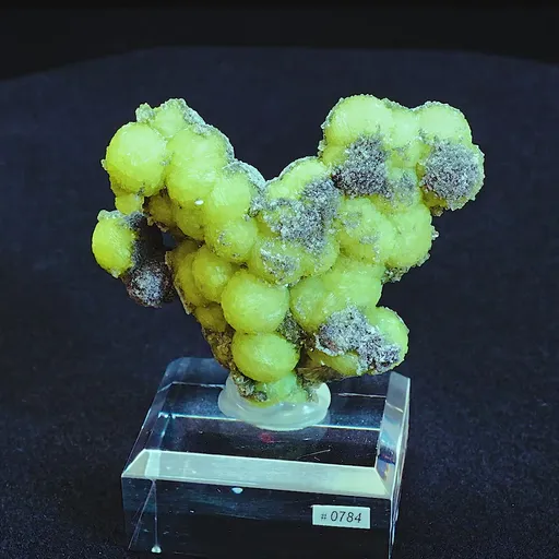 specimen video