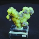 specimen video
