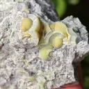 Wavellite from Arkansas, USA. Lime green wavellite spheres and slightly lustrous, with a strong and defined crystal structure - image 5