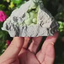 specimen video
