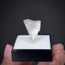 Whewellite (twin) - image 2