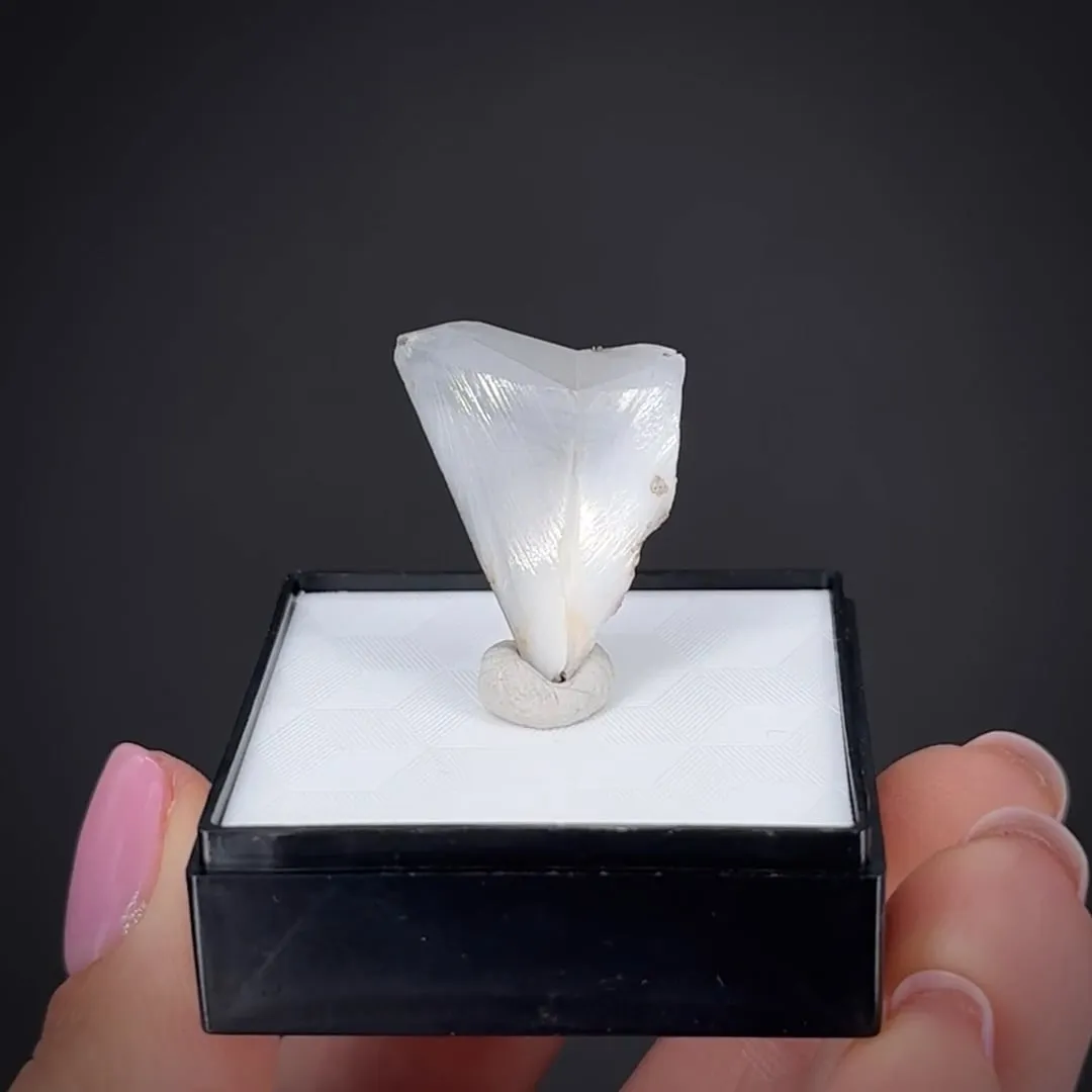 Whewellite (twin) - image 2