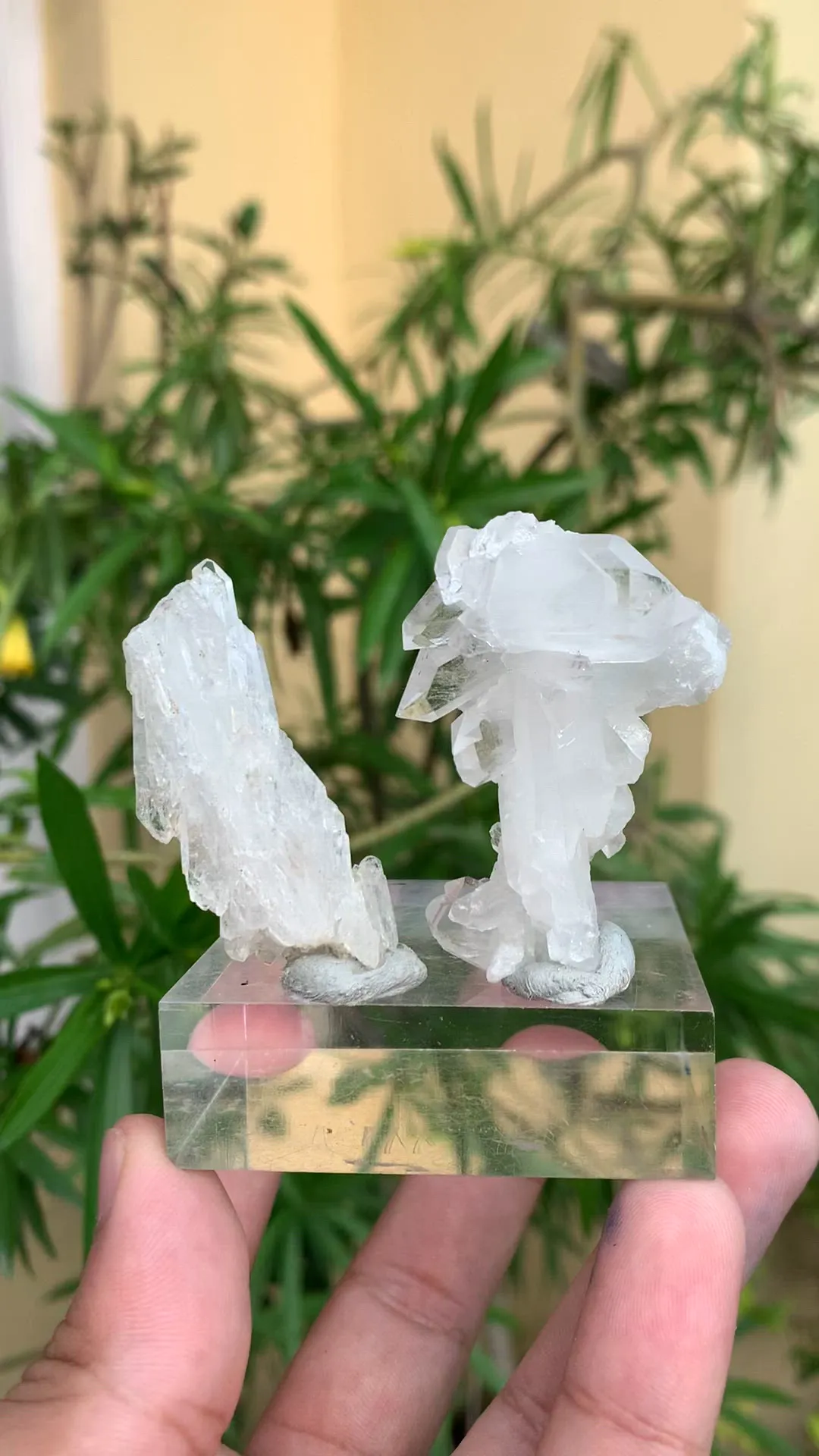 specimen video