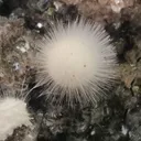 White mini mesolite from India, Madhya Pradesh, Pithampur - image 6