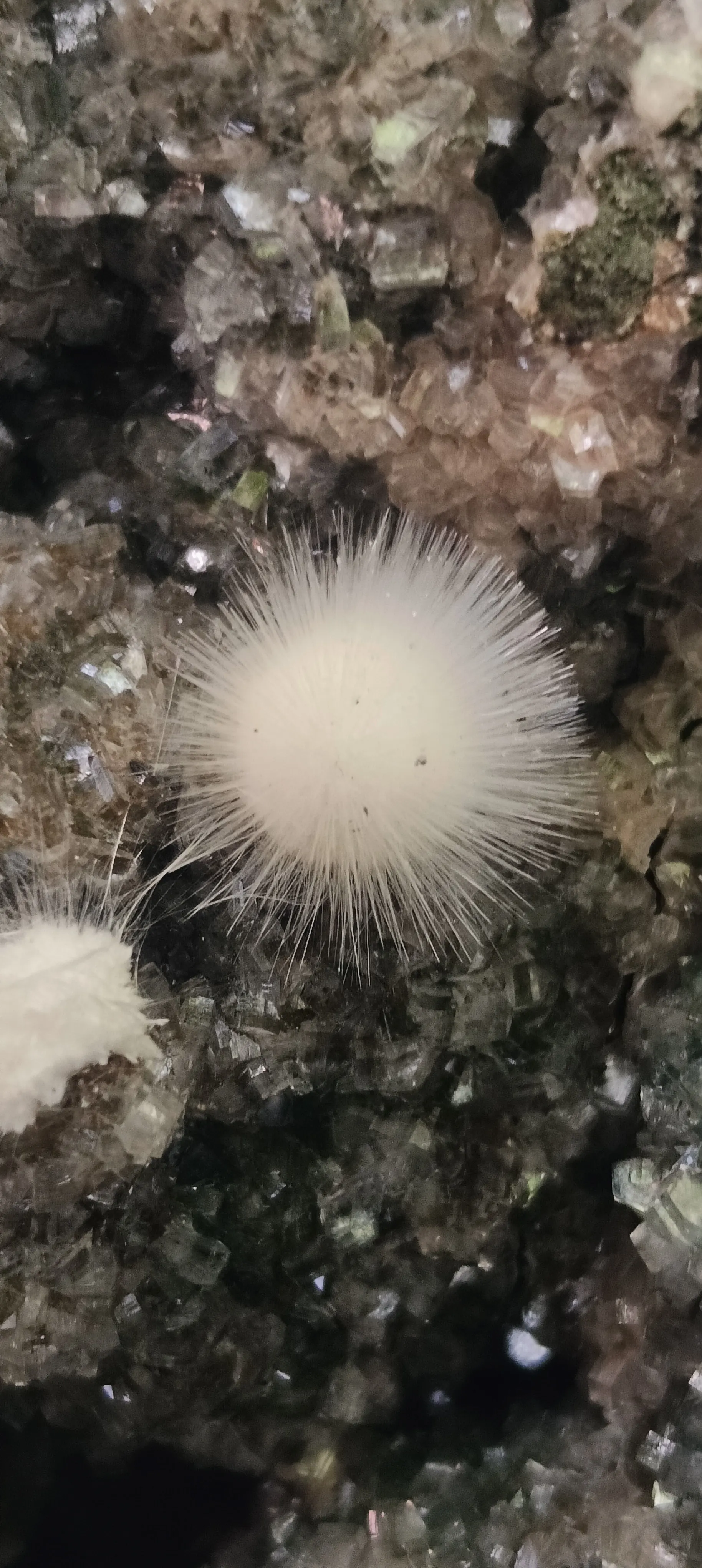 White mini mesolite from India, Madhya Pradesh, Pithampur - image 6