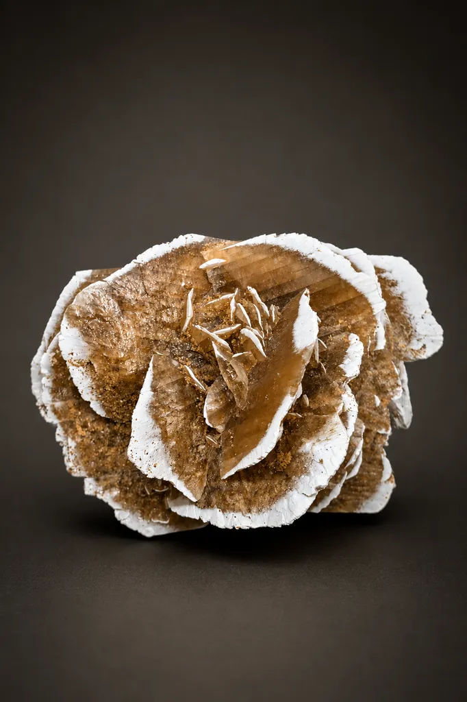 White-Tipped Desert Rose (Gypsum) from Tunisia, Chott el-Djerid image