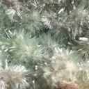 Willemite from Namibia, Oshikoto Region, Tsumeb - image 2