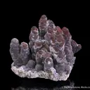 Willemite (stalactites) - image 5
