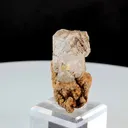 specimen video