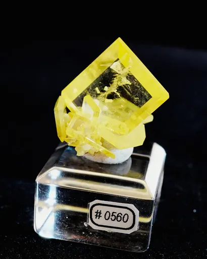 specimen video