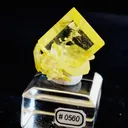 specimen video