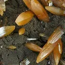 Wulfenite - image 3
