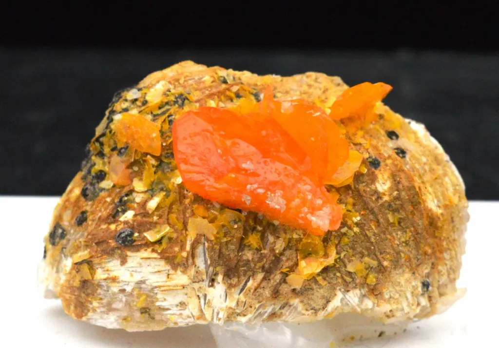 Wulfenite 28 grams - Mibladen mining district, Morocco image