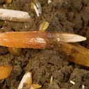 Wulfenite - image 2