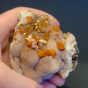 specimen video