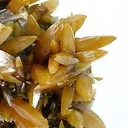 Wulfenite - image 3
