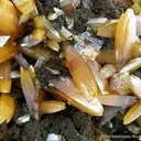Wulfenite - image 2