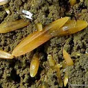 Wulfenite - image 3