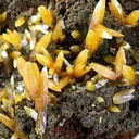 Wulfenite - image 2