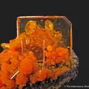 Wulfenite and Mimetite (1973 pocket) - image 4