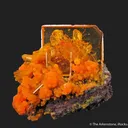 Wulfenite and Mimetite (1973 pocket) - image 1